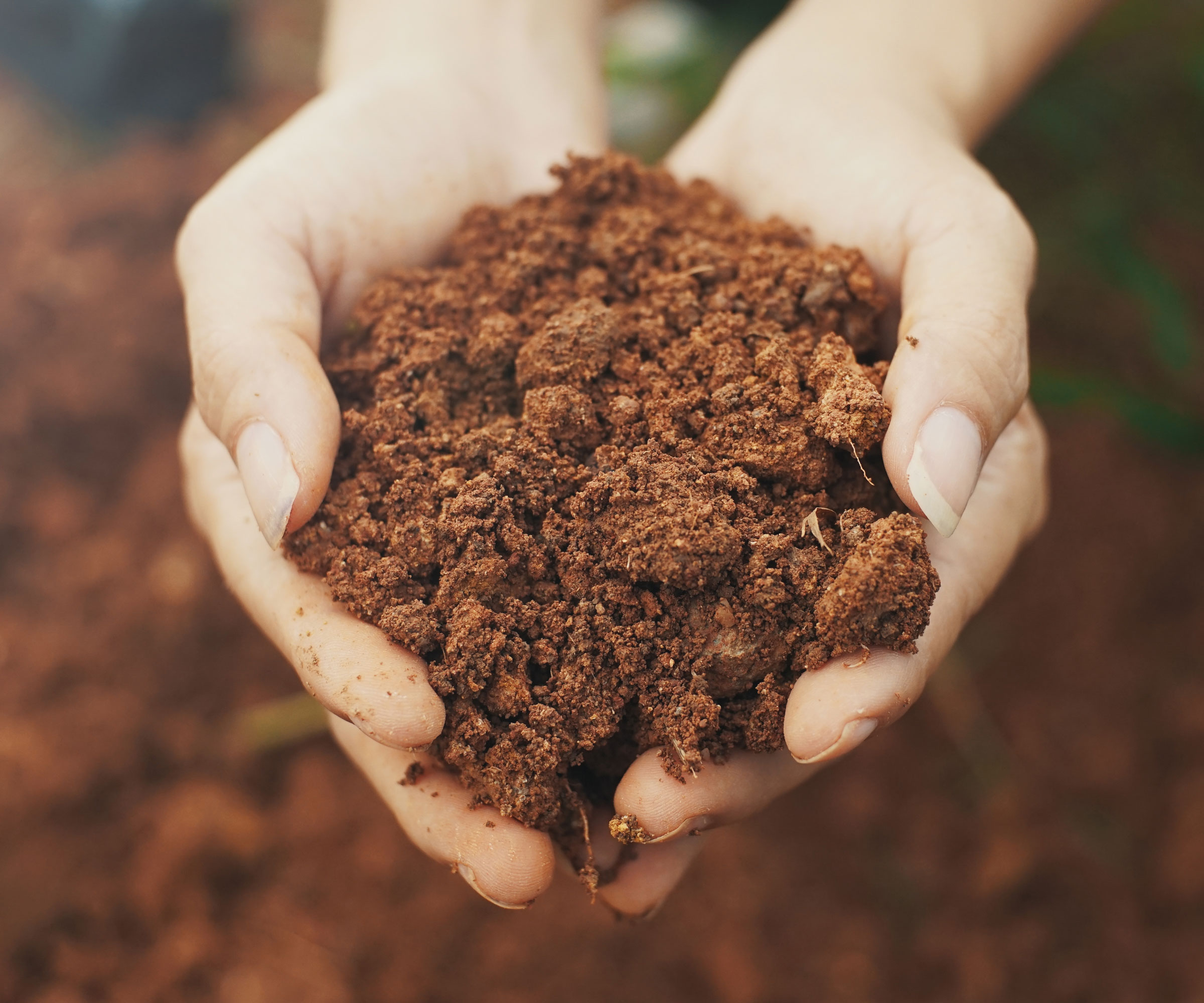 hands holding dusty sandy garden soil
