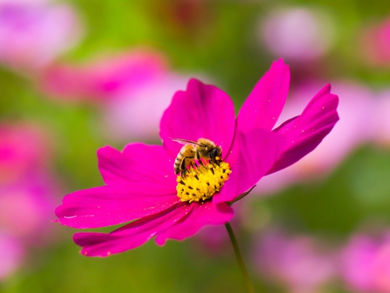 A Bee On A Pink Pollinator Plant