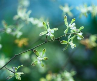 butterfly orchid flowers in bloom