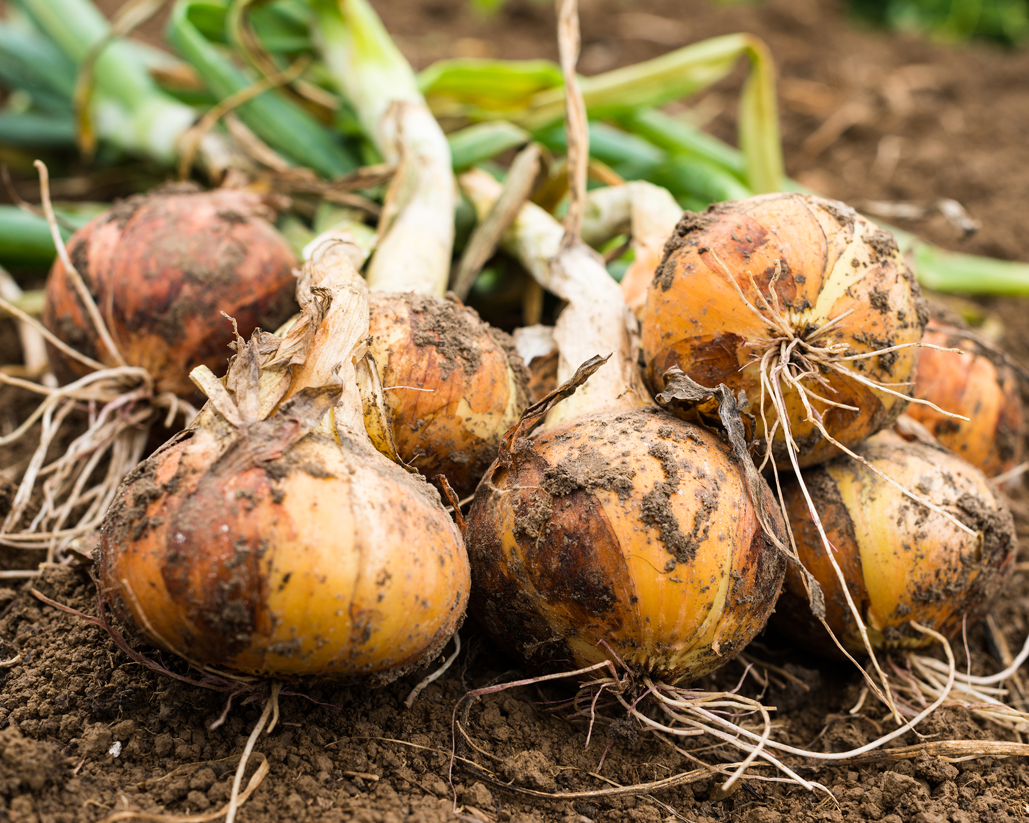 Freshly dug onion bulbs on the ground