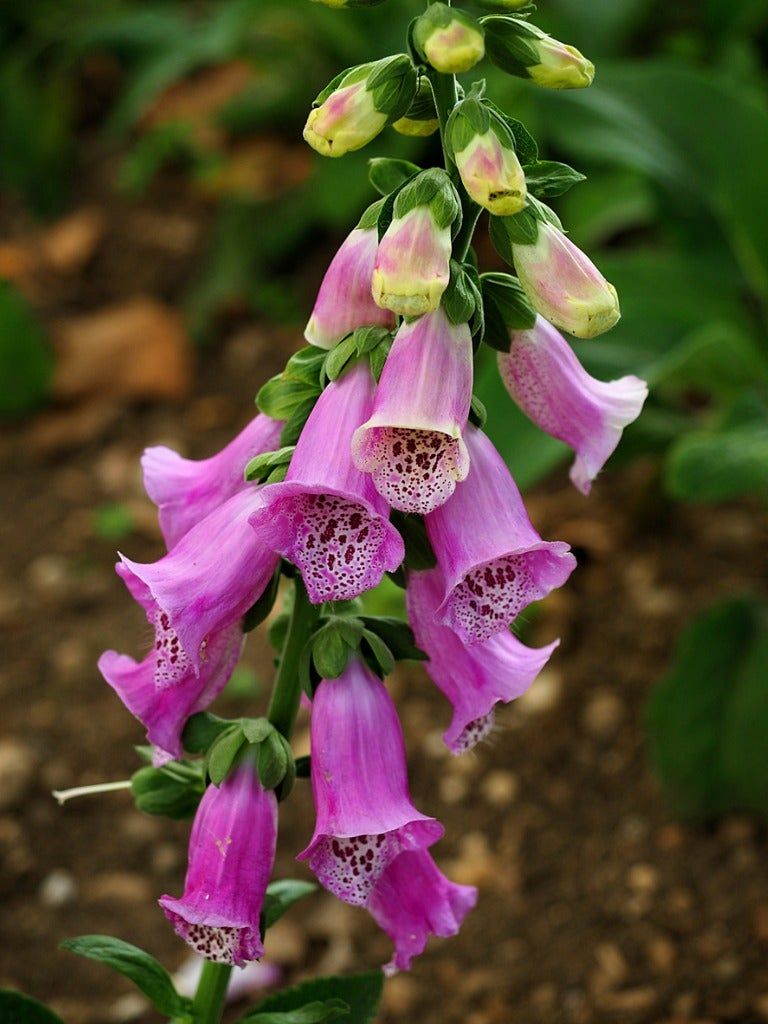 Pink Flowers