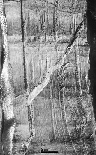 Transverse cut marks on mastodon tusk