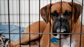 Boxer dog inside a dog crate