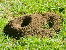 Two anthills in a green lawn