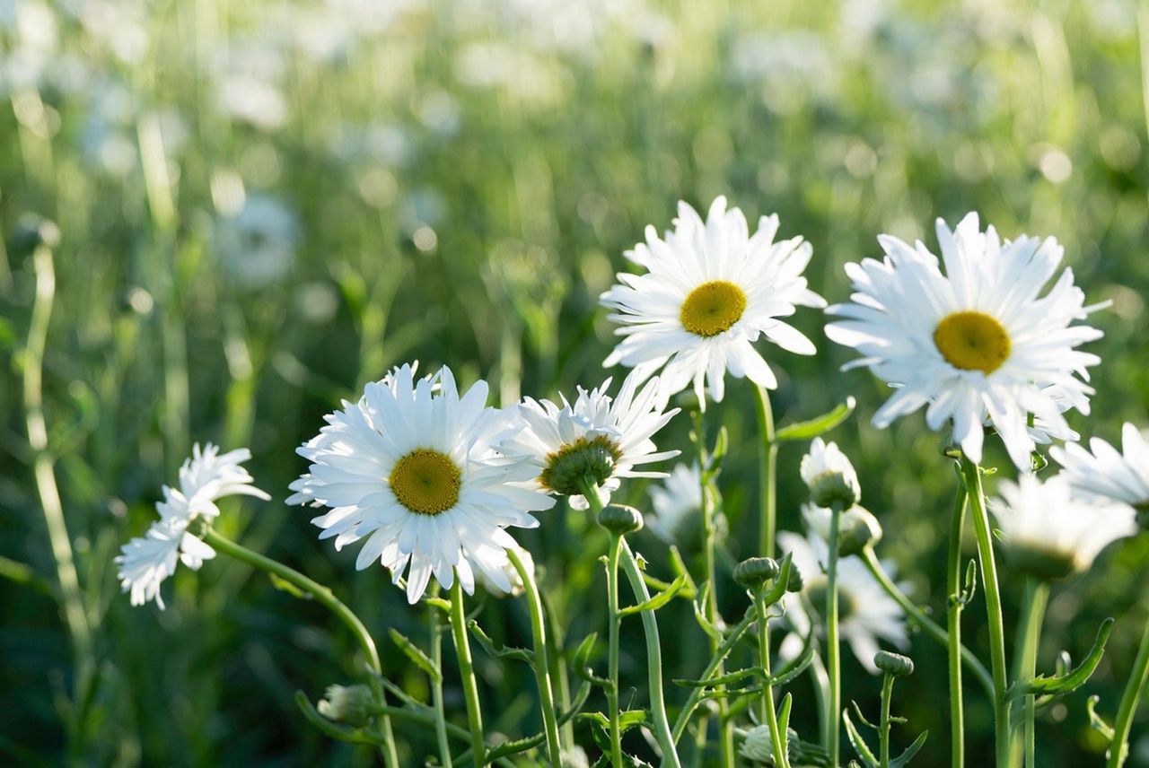 Wild Shasta Daisies