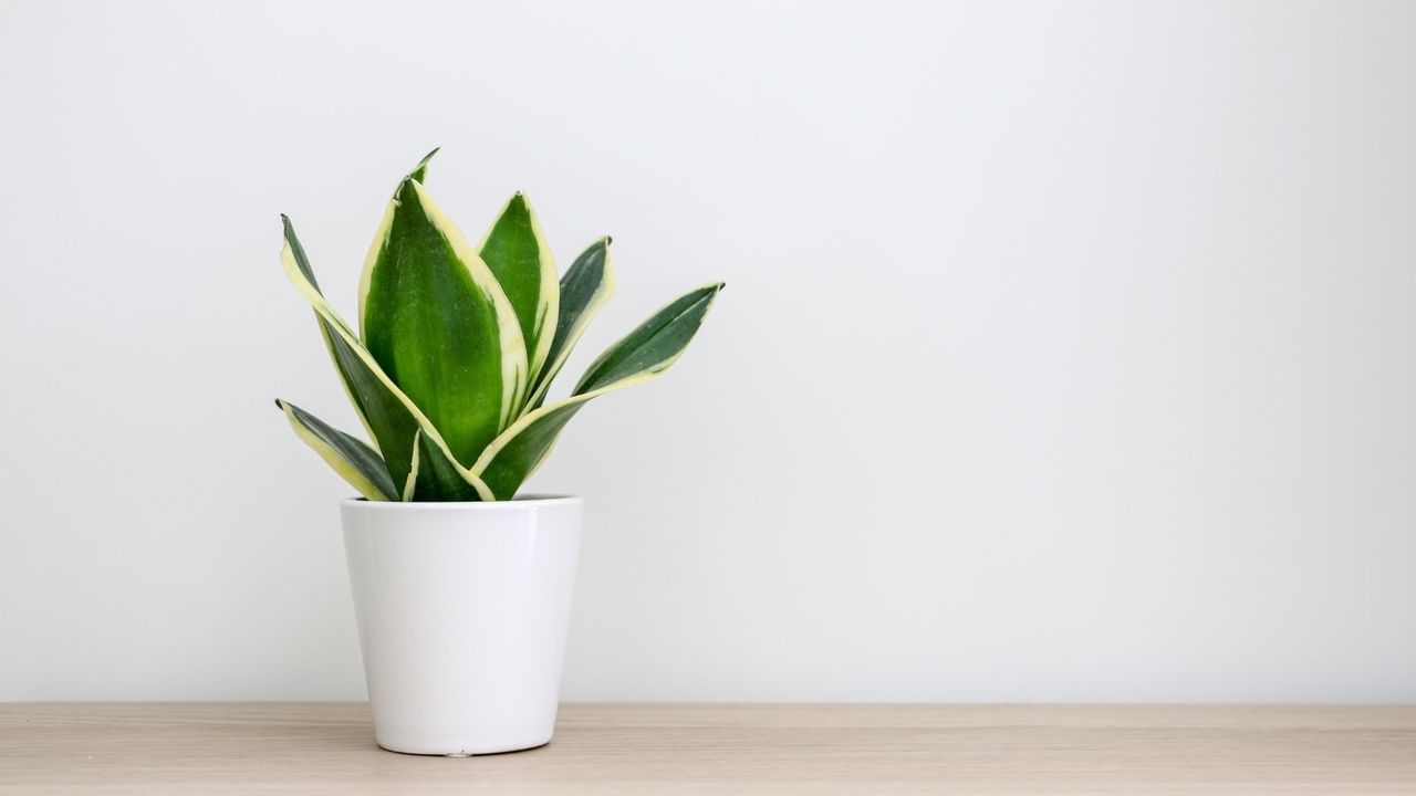 Snake plant