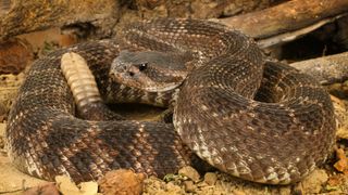 A brown and tan snake in a gravel background