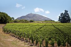 Bodega Bouza vineyards