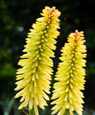 Large,developing spike with greenish yellow flower buds of the upright, summer flowering torch lily, Kniphofia 'Moonstone'