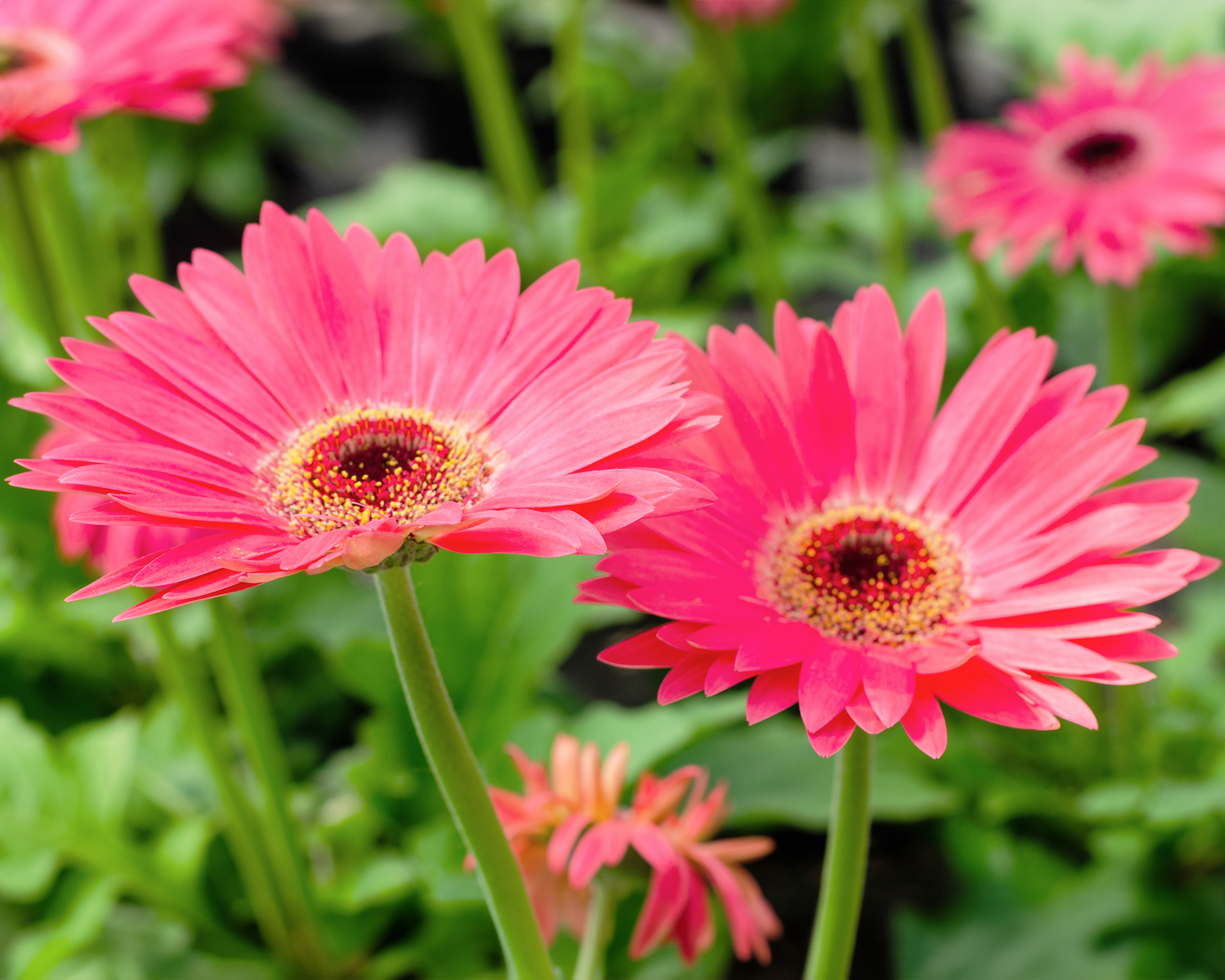 Gerbera daisies