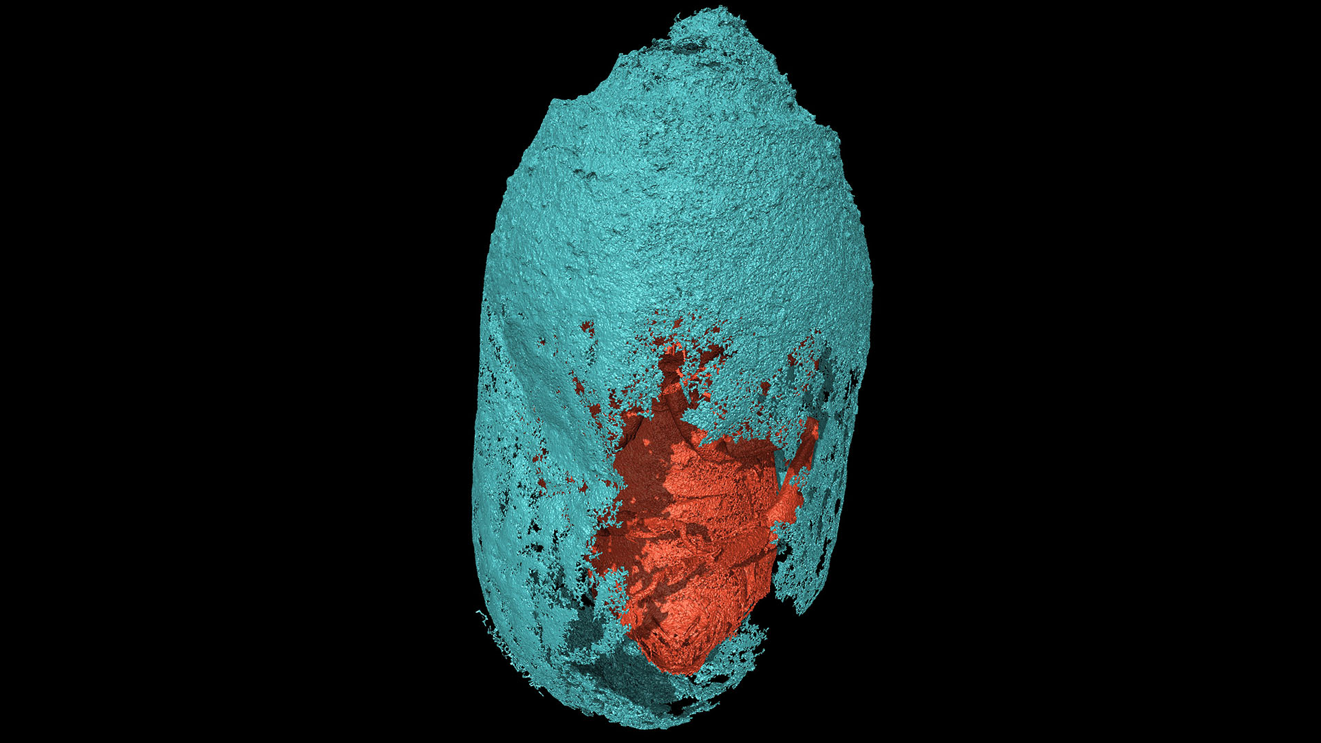 X-ray micro-computed tomography views of a male Eucera bee (ventral) inside a sealed cocoon.