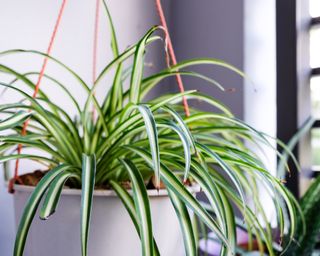 Spider plant in white pot at balcony