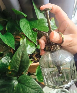 A close-up shot of a water spritzer spraying a green pothos plant