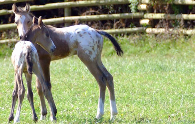 TwinFoals2.jpg