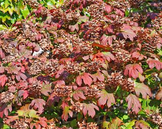 Oakleaf hydrangea in the fall