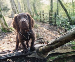 The perfect perch for the perfect pup.