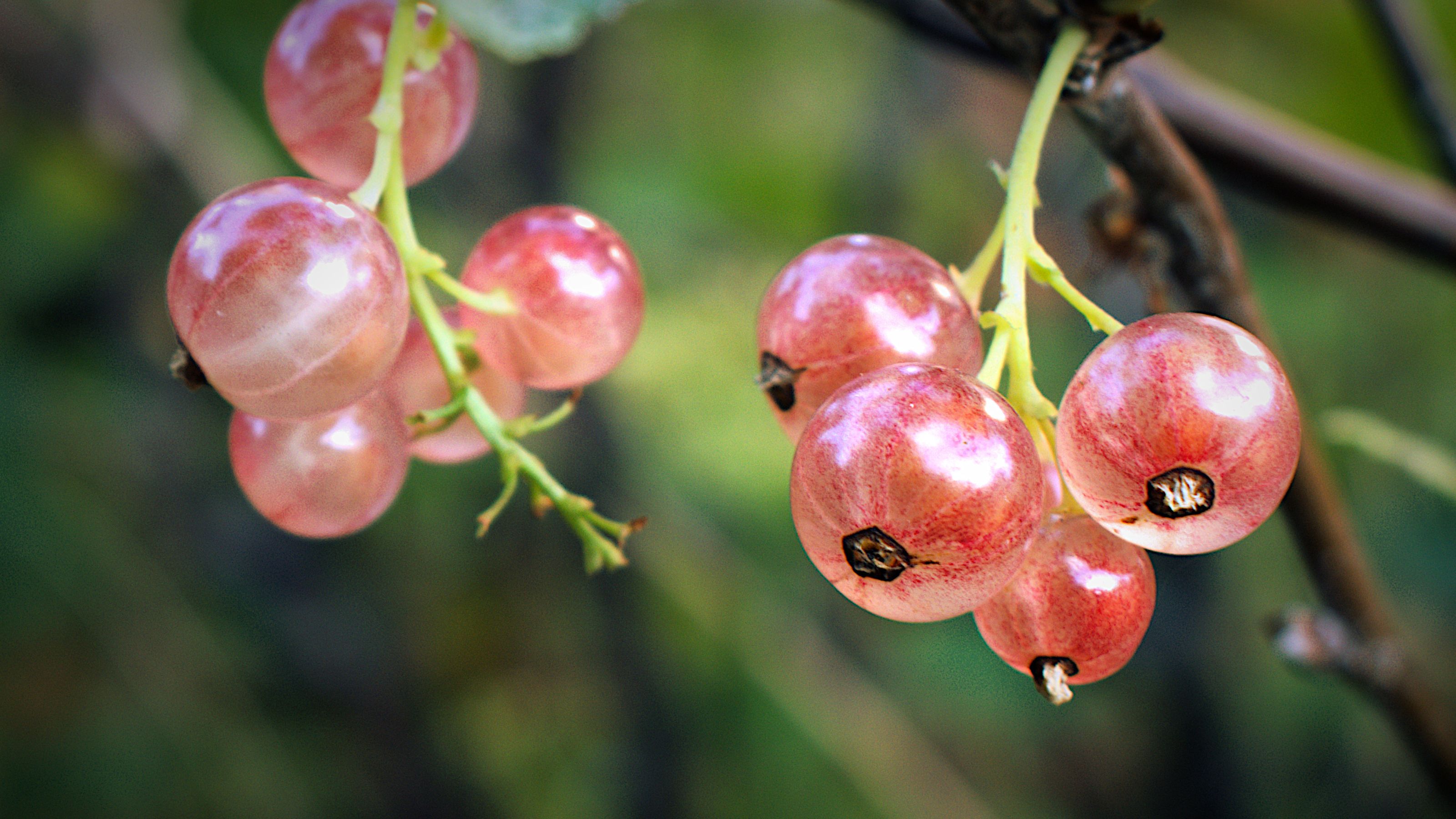 Pinkcurrants growing in garden