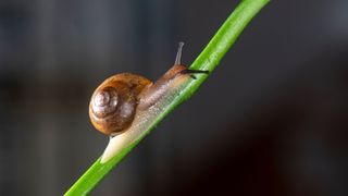 Small snail on green stem — Best small pets