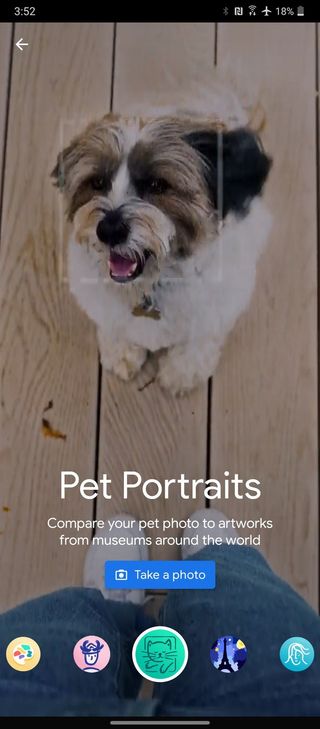 Google Arts And Culture Pet Portrait