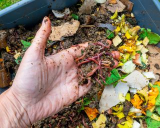 Adding worms to vermicomposting bin