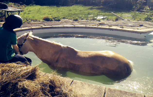 horse rescued from swimming pool