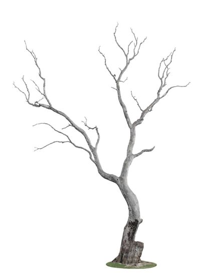 Drawing of a spooky dry tree Royalty Free Vector Image