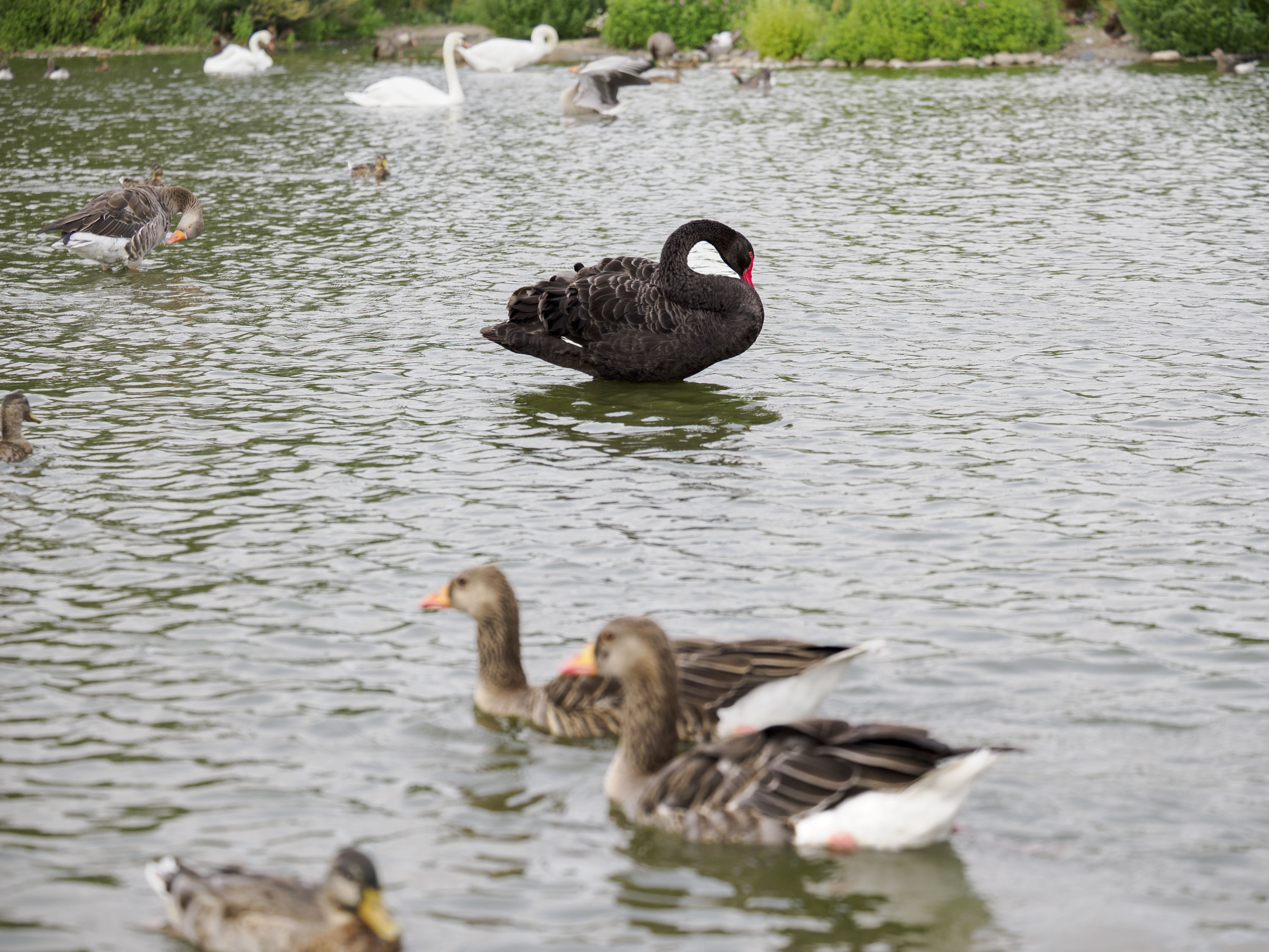 OM System 50-200mm F2.8 sample gallery: black swan in a pond