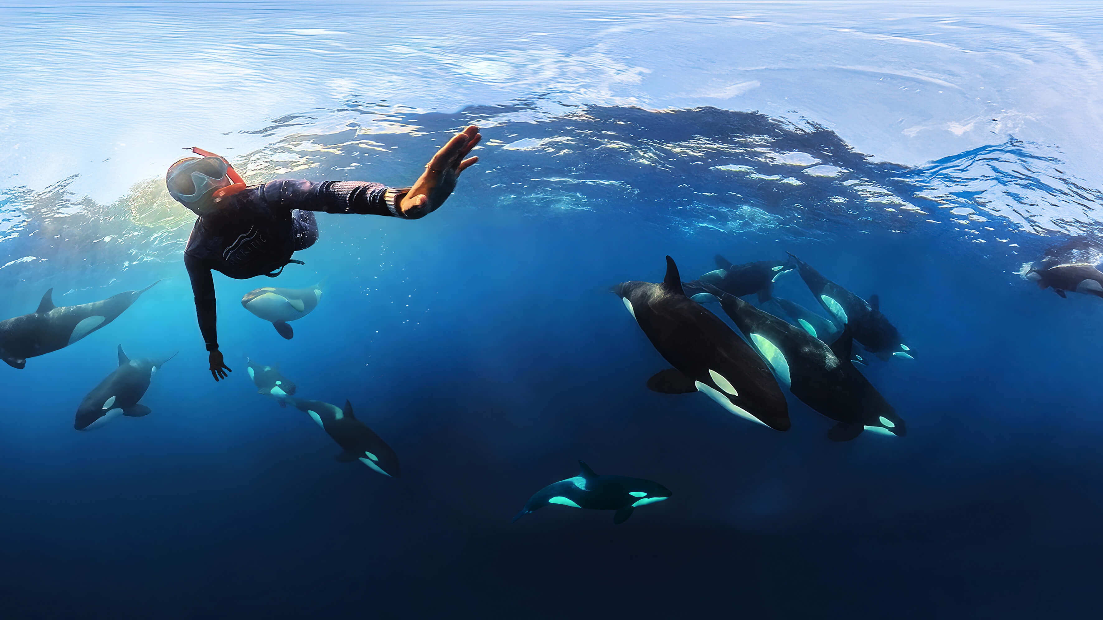 Diver swimming with orcas.