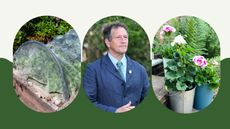 composite of a cloche, Monty Don and pelargoniums in pots