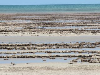 Bands of seif stromatolites at low tide located in Booldah Province on the southwestern margin of Hamelin Pool.