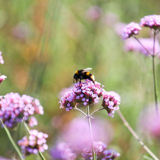 A bumblebee collecting pollen from a Purpletop vervain