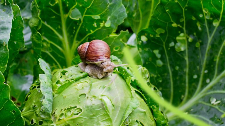 garden pests: snail on cabbage in veg patch