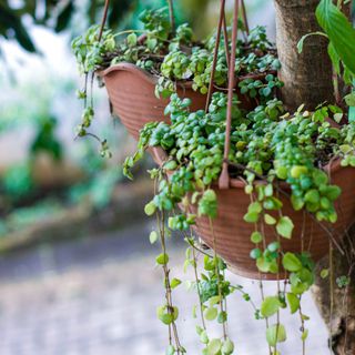 Muehlenbeckia complexa or necklace vine in hanging baskets