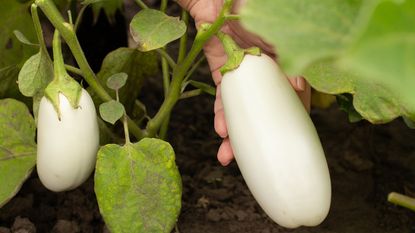 white eggplants growing in garden 