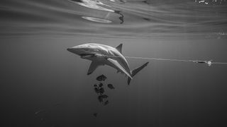 Black-and-white photo of "helpless" shark hooked on illegal fishing line snags commendation in top ocean photography awards