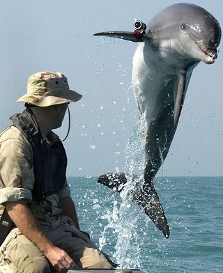 Soviet Attack Dolphins