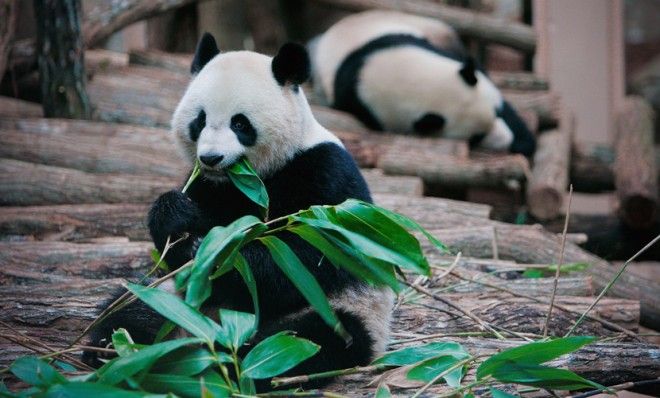 Why is it so hard for pandas to get it on? | The Week