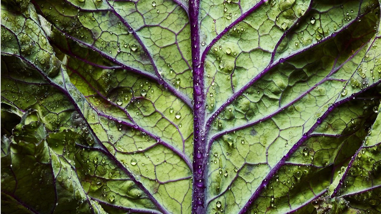 Leaf, Leaf vegetable, Terrestrial plant, Purple, Chard, Annual plant, Herb, Whole food, 