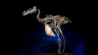 Skeletons of the extinct birds suggest to scientists how dodos may have looked when they were alive.