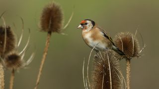 A Goldfinch, Carduelis carduelis, feeding on the seeds of a teasel plant growing in the wild.