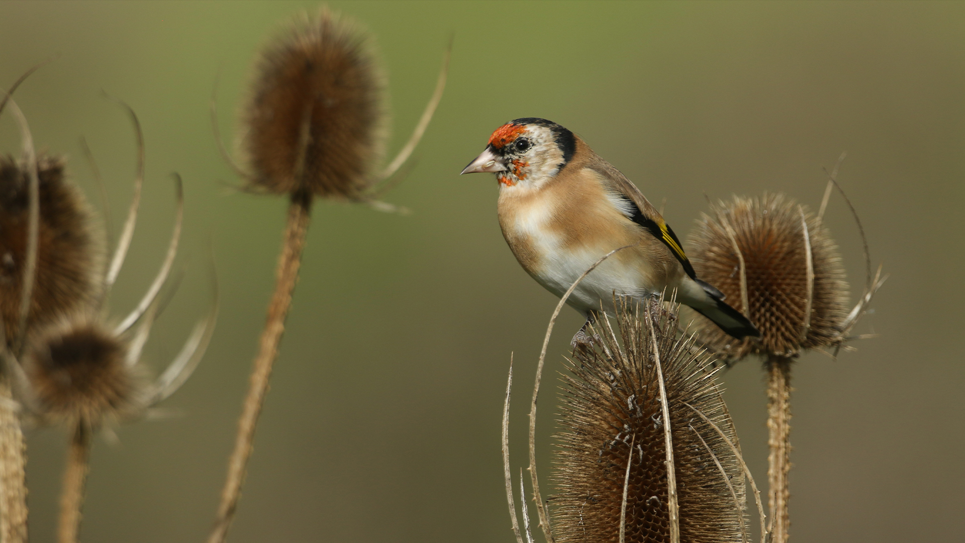 A goldfinch, Carduelis carduelis, feeding on the seeds of a thistle plant growing in the wild.