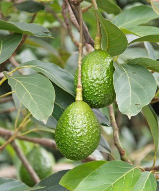 Avocado fruits growing on tree