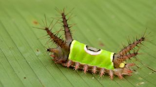 A saddleback caterpillar with stong-covered legs and a bright green saddle walks across a leaf.