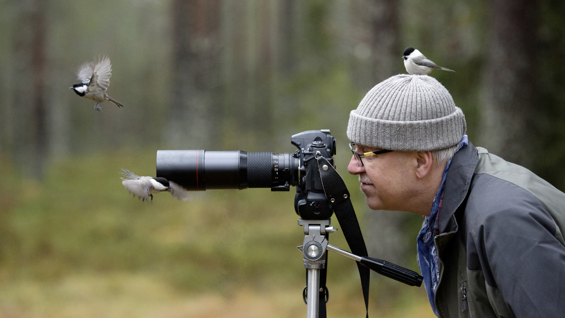 Bird walk online exercise