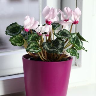 Pink flower pot with a cyclamen in it, sitting on a white window sill