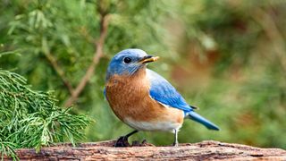 Eastern bluebird