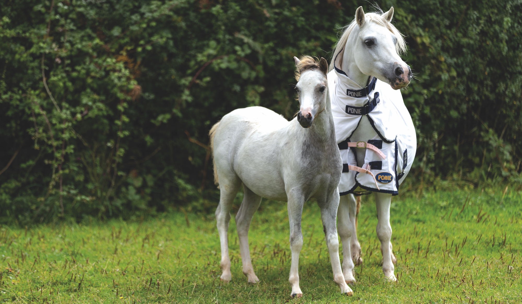 Heniarth Sh-Boom and foal Sherry Trifle, mare and foal