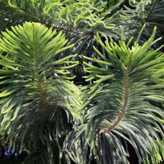 Norfolk island pine showing healthy foliage