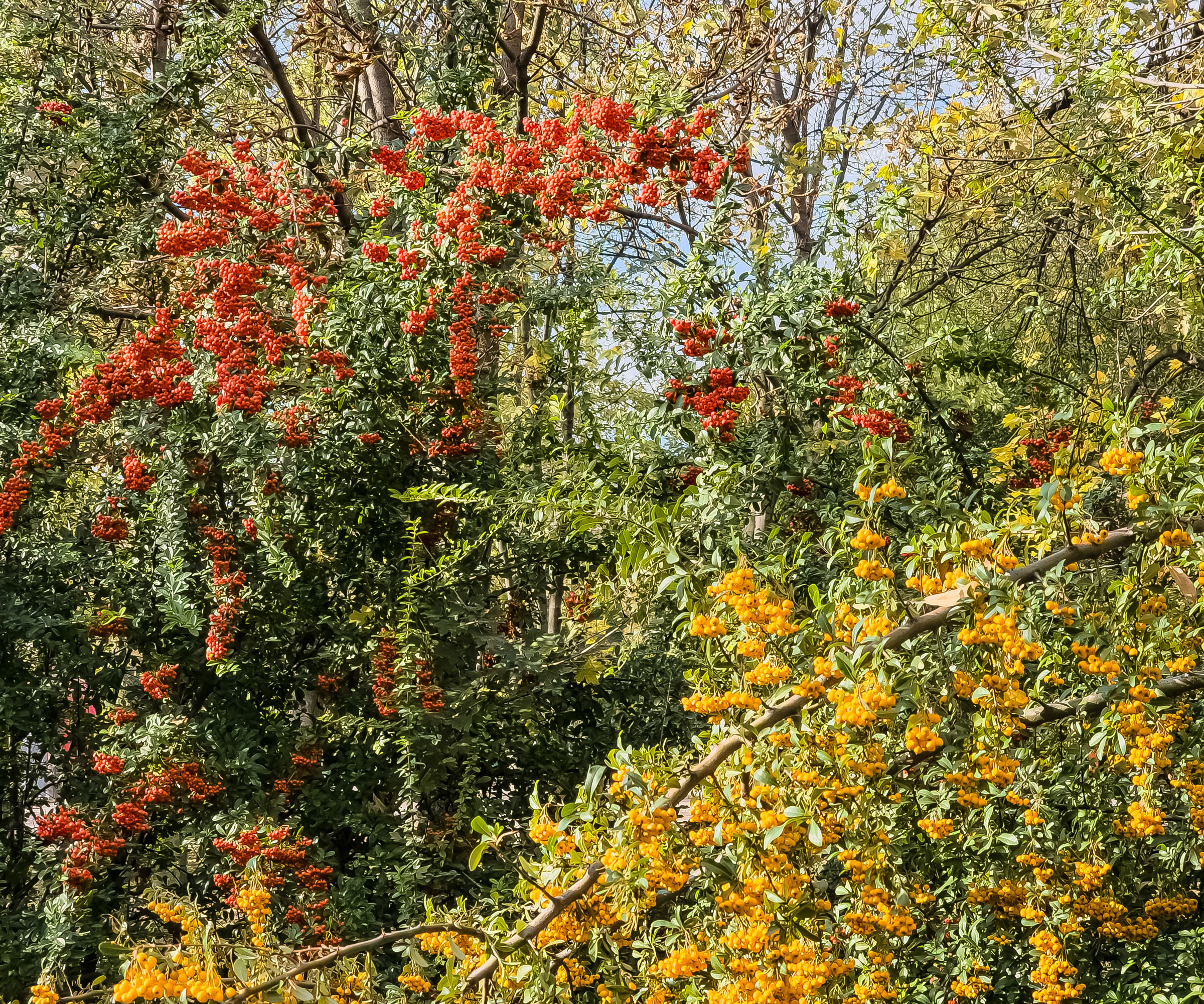 orange and yellow berries of firethorn and buckthorn shrubs in garden