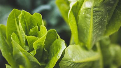 Lettuce growing in garden